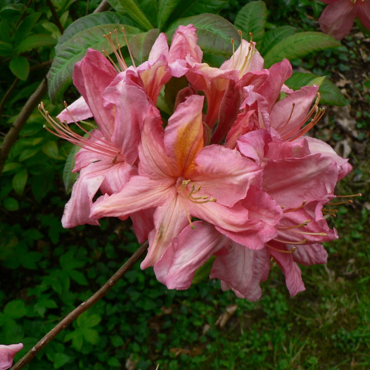 Unknown hybrid
